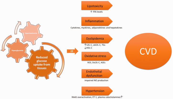 Metabolic dysfunction and CVD